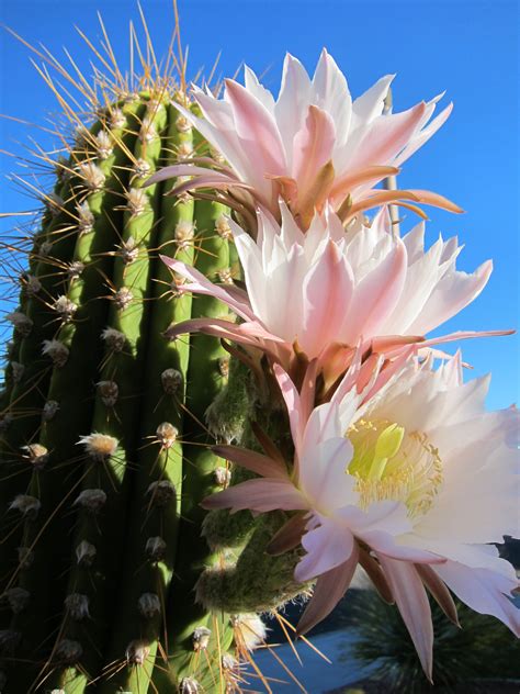 Saguaro Cactus Flower | 선인장