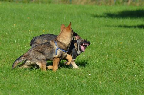 5 Reasons Your German Shepherd Attacks Other Dogs (And How to Fix It) - Shepherd Sense