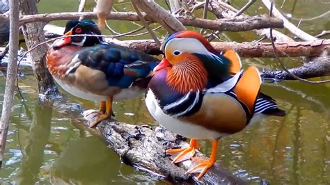 Mandarin Duck & Wood Ducks in the Wild | Mandarin duck, Wood ducks, Pet birds
