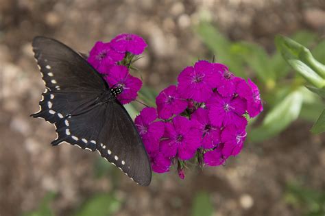 Butterfly Exhibit: Desert Botanical Gardens | E3 RAW Photo