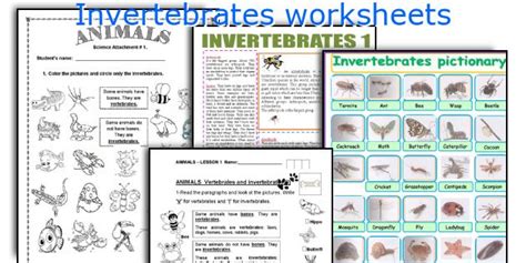 Invertebrates worksheets