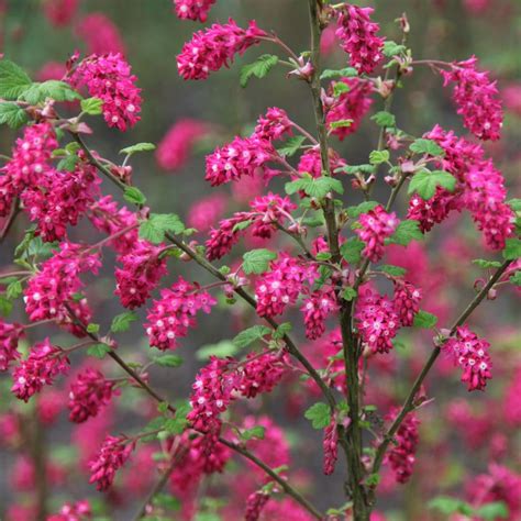 Buy flowering currant Ribes sanguineum 'Pulborough Scarlet'