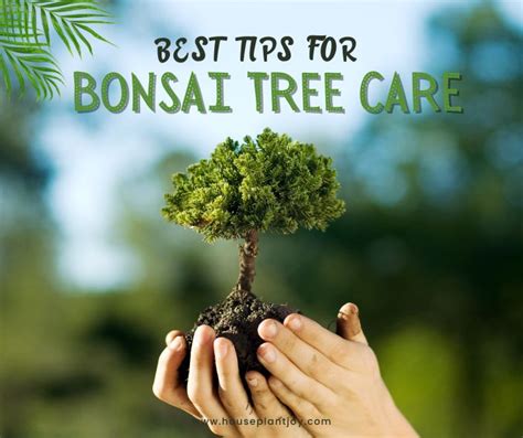 Best Tips for Bonsai Tree Care - HouseplantJoy.com