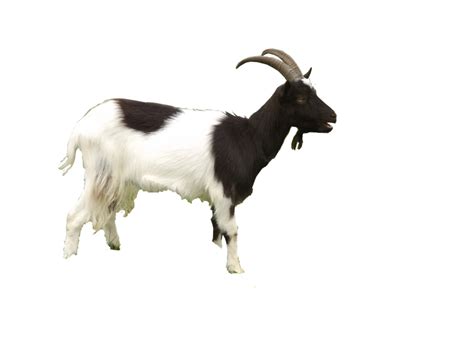 Goat PNG Transparent Images