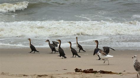 Visit skeleton Coast National Park Namibia — Gorilla tracking safaris