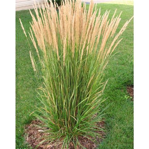 Online Orchards 1 Gal. Avalanche Feather Reed Grass - Lovely Tall, Variegated Ornamental Grass ...