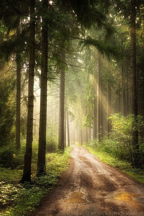 Path Of Dreams beautiful warm sunrise light falls upon a forest path by Marco Heisler | Forest ...