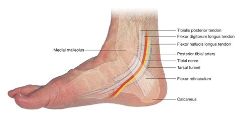 Posterior Tibial Artery Palpation