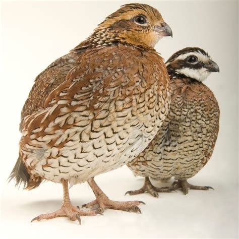 Bobwhite Quail Female