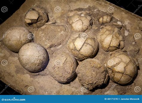 Dinosaur Eggs In The Nest Stock Photo - Image: 48171278