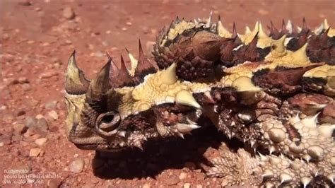 🔥 Thorny devil lizard from Australia : NatureIsFuckingLit