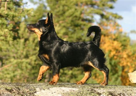 Lancashire Heeler Dog Breed - Pictures, Information, Temperament ...