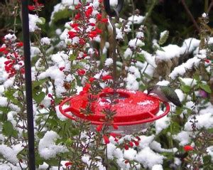 Hummingbirds in Winter - FeederWatch