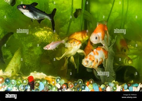 Goldfish Aquarium Wallpaper Stock Photo - Alamy