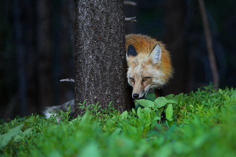 Forest Fox : Red Fox - (Vulpes vulpes) - Breckenridge, Colorado : Nate ...