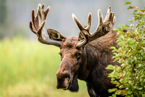 8 Marvelous Facts About Moose