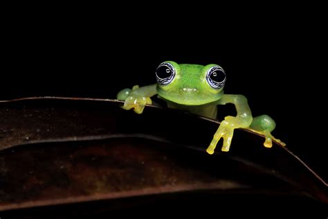 15 Fascinating Frog Species