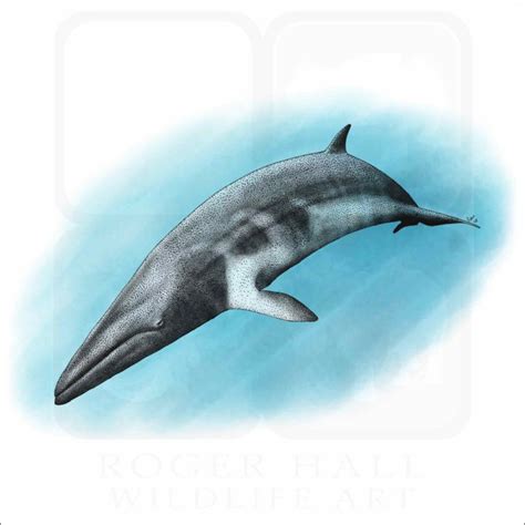 Minke Whale - Signed Fine Art Print - inkart