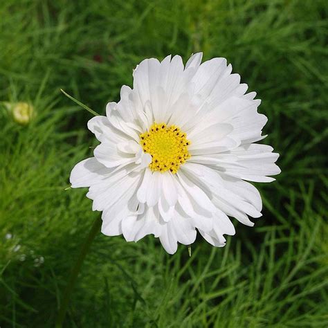 Cosmos bipinnatus 'Psyche White' (Seeds) | Van Meuwen | Cosmos, Seeds, White flowers