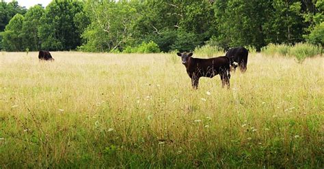 Shenandoah Valley Virginia Black - Free photo on Pixabay - Pixabay