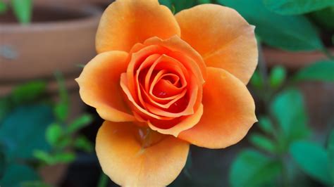 🔥 [70+] Orange Rose Wallpapers | WallpaperSafari