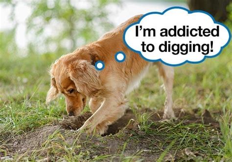 How To Stop Your Dog Digging Holes In The Garden - Garden Likes