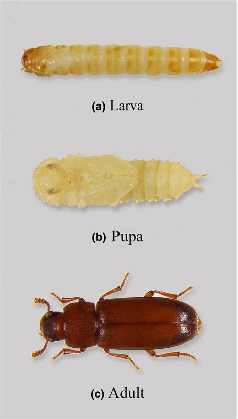 85 Amazing Tribolium Castaneum Diagram - insectza