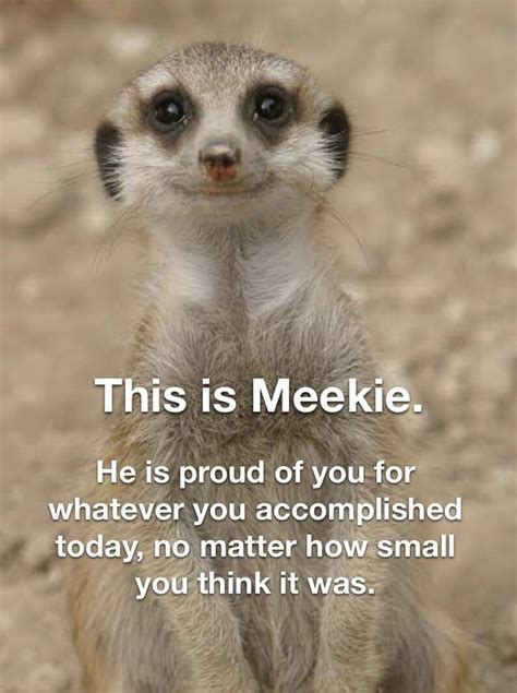 Funny Meerkat Quotes - ShortQuotes.cc