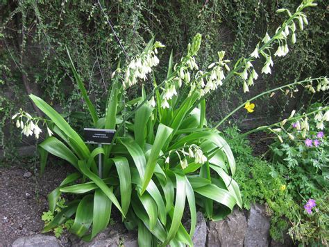 Galtonia viridiflora | Better foliage than the more usually … | Flickr