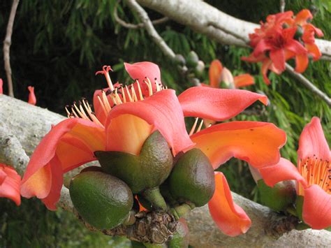 Red Silk Cotton Tree (Bombax ceiba) - Richard Lyons Nursery, Inc.