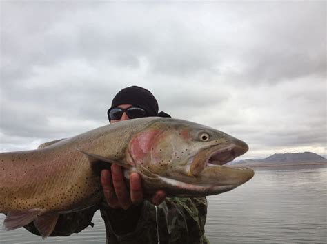 Northern Sierra Fly Fishing: Pyramid Lake fishing report 2-13-14