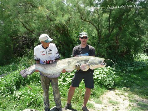 GUIDE DE PÊCHE DU SILURE ET DU SANDRE À MEQUINENZA: PÊCHE DU SILURE À L ...