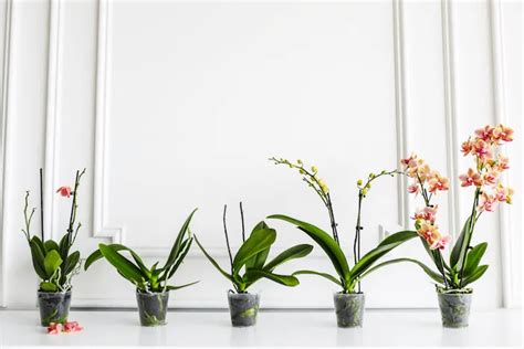 Cultivating Exquisite Orchids: Essential Tips for Healthy Plants and Beautiful Blooms