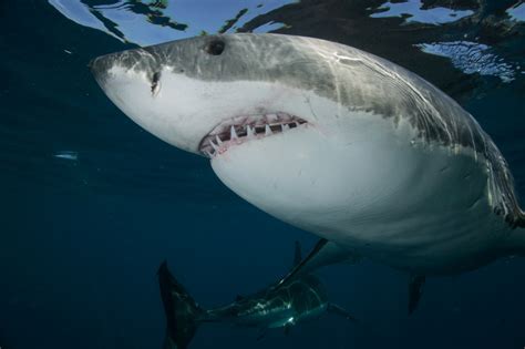 Biggest great white shark ever? Pictures show monster creature in ...