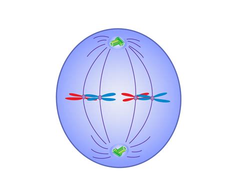 Stages Of Metaphase 1