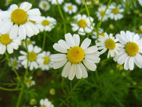 Chamomile 'German' 3" Pot - Hello Hello Plants & Garden Supplies