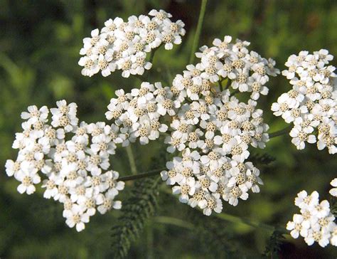 Yarrow