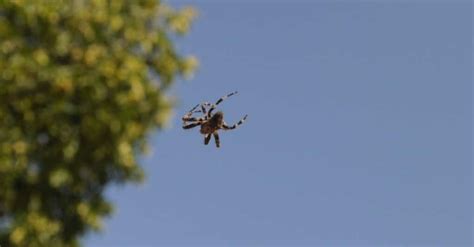 Joro Spider Ballooning: How this Technique Creates Flying Spiders - IMP ...