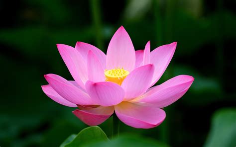 🔥 [44+] Lotus HD Wallpapers | WallpaperSafari