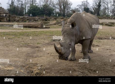 Dublin / Ireland: Dublin Zoo animals in captivity Stock Photo - Alamy