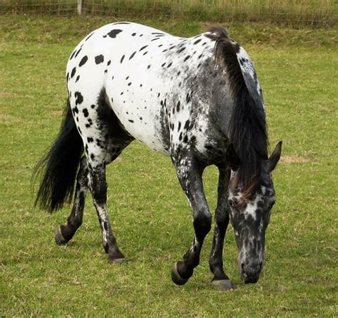 The 12 Best Horse & Pony Breeds For Kids – Horse FactBook