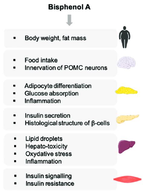 Overview of BPA effects on energy metabolism. | Download Scientific Diagram