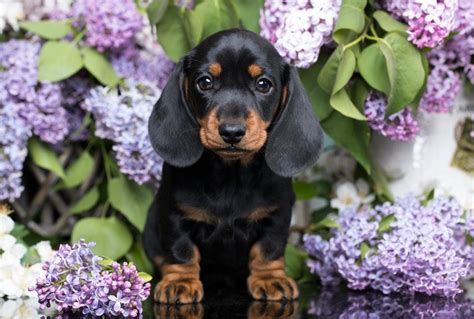 40+ Cutest Dog Breeds as Puppies | Reader's Digest