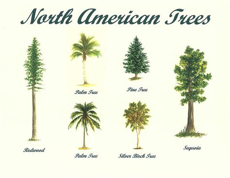 North American Trees Painting by Michael Vigliotti - Pixels