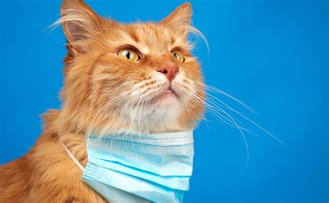 What Is Cat Flu? - Lilydale Vet Centre