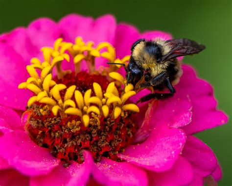 Bumblebee Bee Flower - Free photo on Pixabay - Pixabay