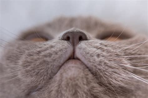 Cat Dry Nose: Causes and How to Help | Great Pet Care