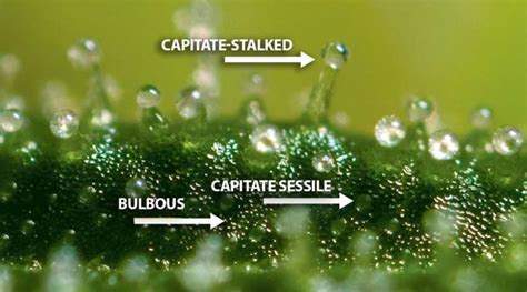 Types of Trichomes | CenturionPro Solutions Blog