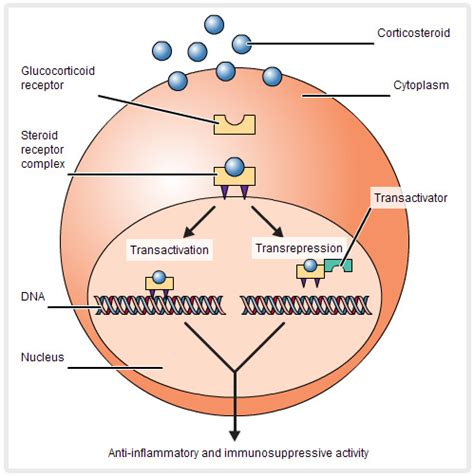 Corticosteroids: use in respiratory diseases