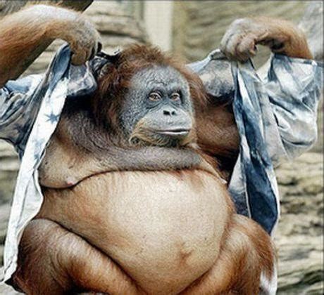 30 Funny Examples Of Fat Animals